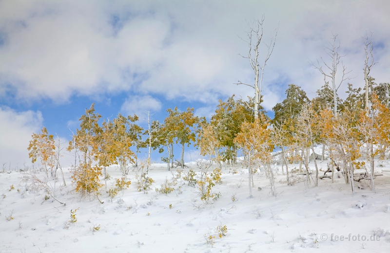 Espen nach dem Schneeschauer